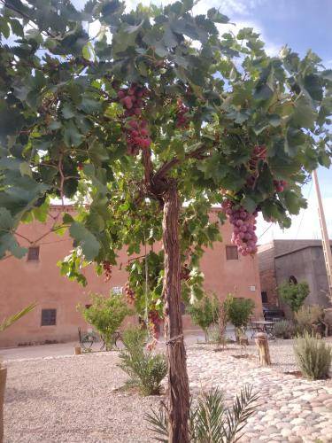 Tamedakhte Bed & Breakfast | 23 m² Bed and breakfast ∙ 3 guests