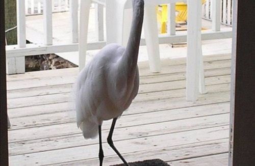 Marathon Apartment | ConchKeyLanding https:/www.conchkeylandingflkeys.com/