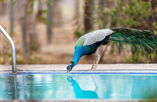 Kirinda Hotel | Joe's Bungalow Yala