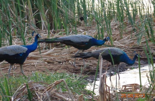 Kataragama Resort | Private room ∙ 4 guests