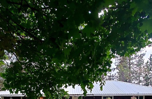Ahsahka House | Wildlife Beautiful of rocky mountains, minutes away from clearwater river veiw