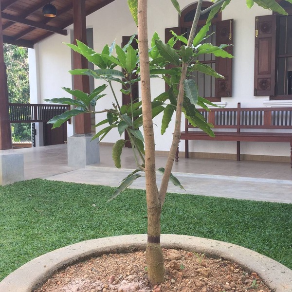 Accommodation for Foriegn Elective Medical students at Karapitiya ,Galle Sri Lan
