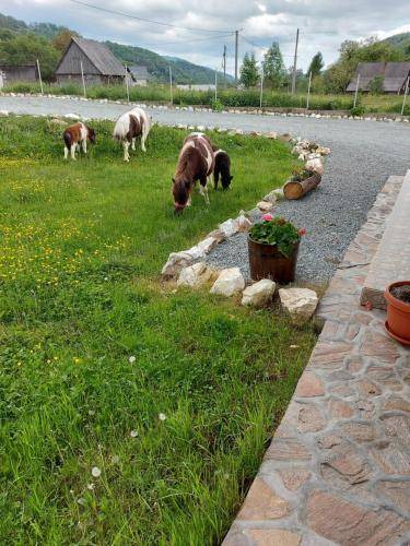 Photo of Others in Avram Iancu