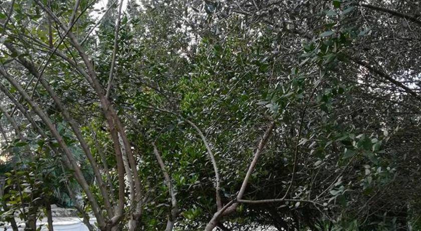 Photo of Others in Torre Santa Susanna