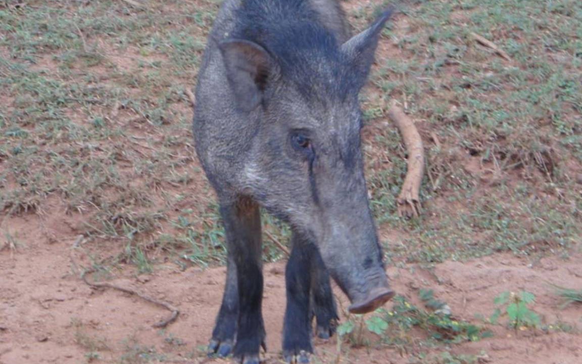 Photo of Others in Debarawewa