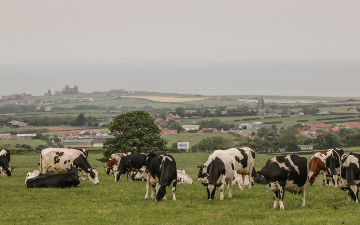 Photo of Others in Whitby