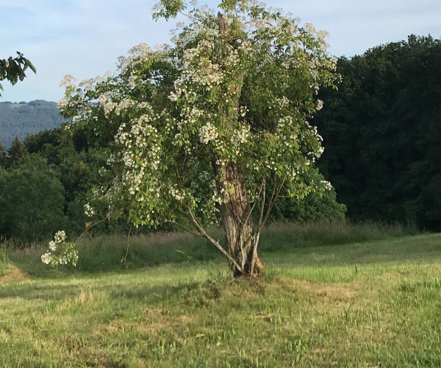 Photo of Others in Schopfheim