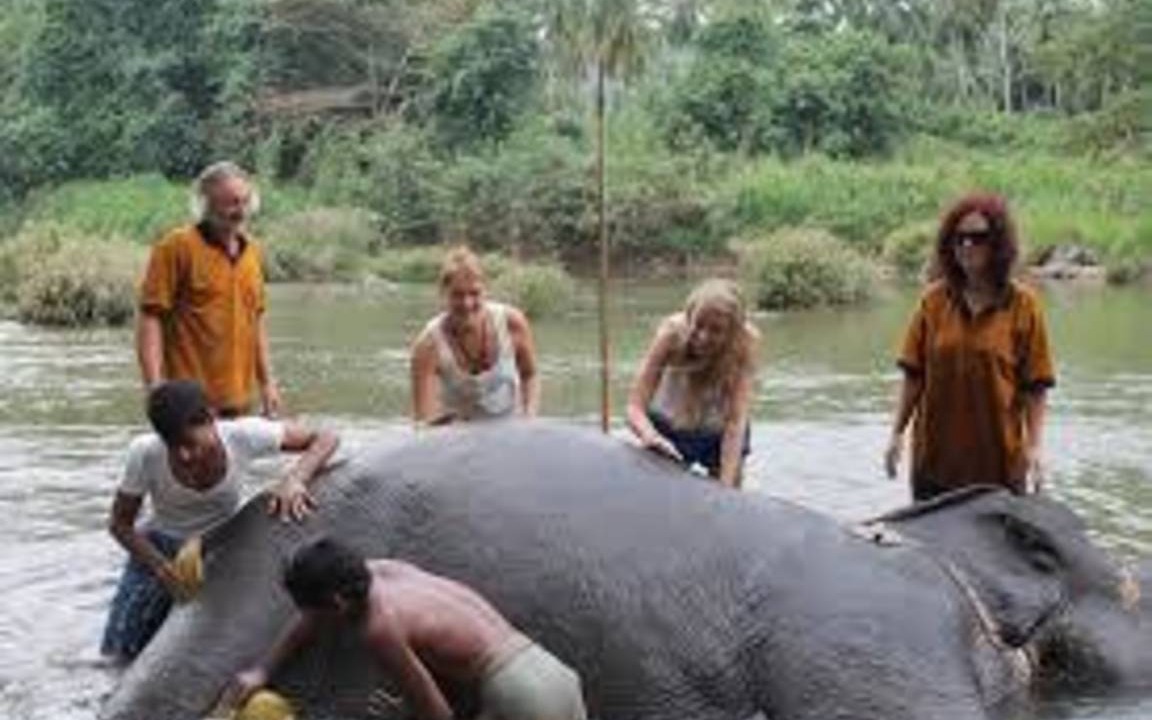 Photo of Others in Pinnawala