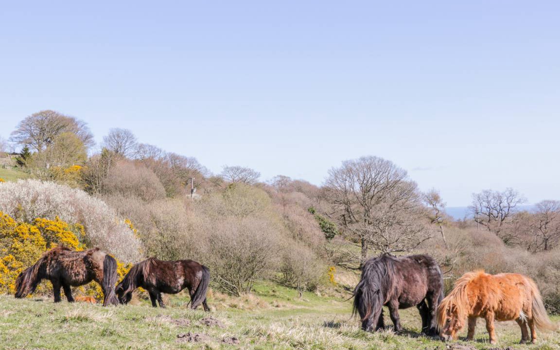 Photo of Others in Staintondale