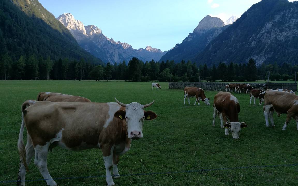Photo of Others in Mojstrana