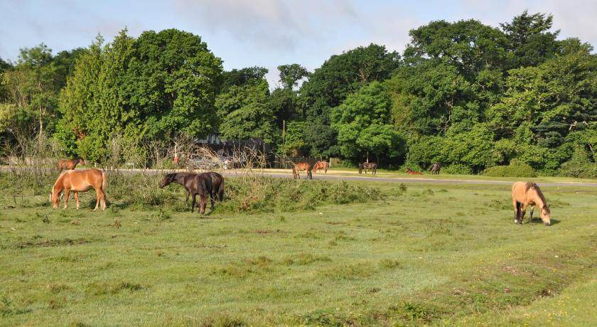 Photo of Others in New Forest District