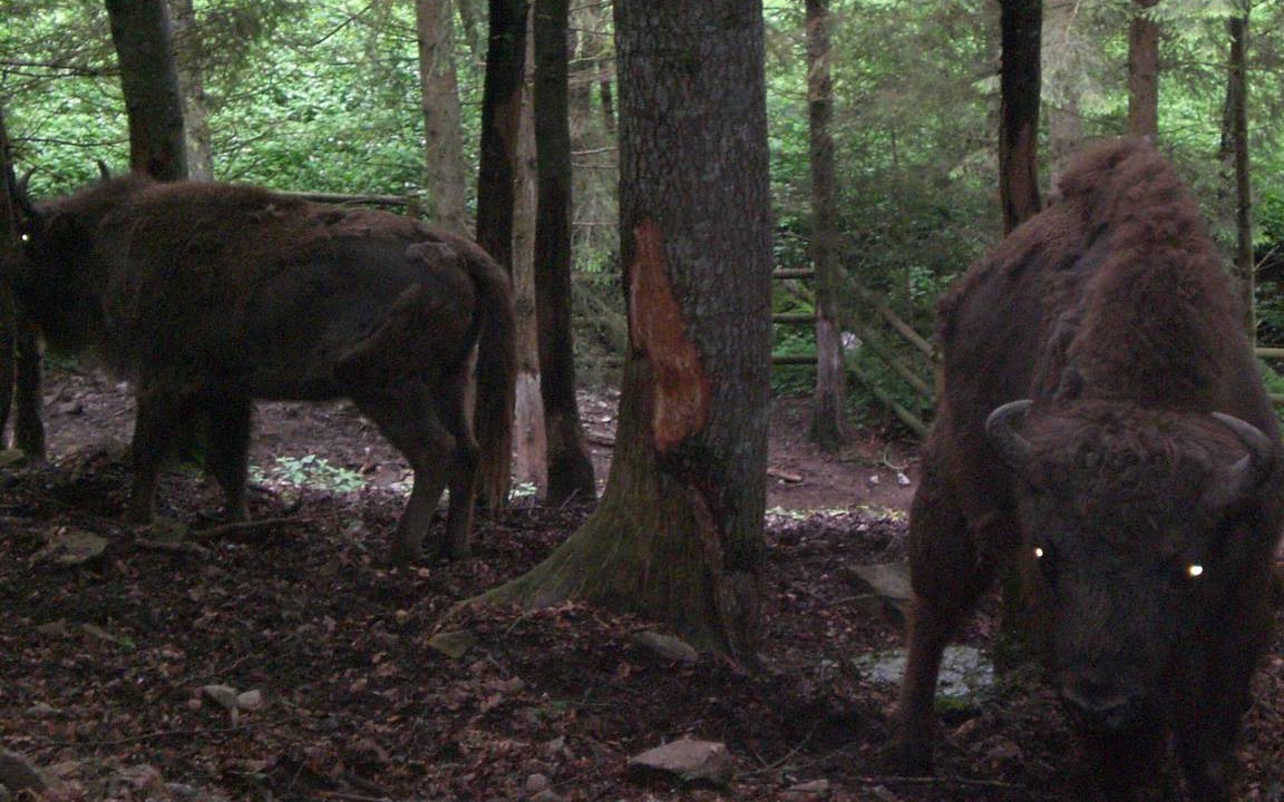 Photo of Others in Schopfheim