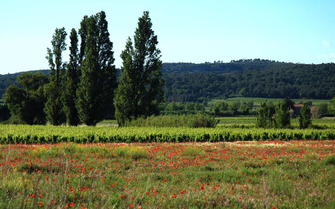 Photo of Others in Bizanet
