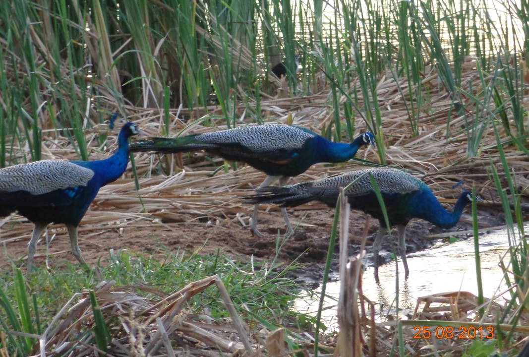 Photo of Others in Kataragama