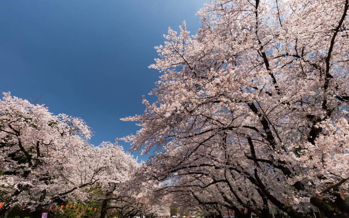 Photo of Others in Toshima