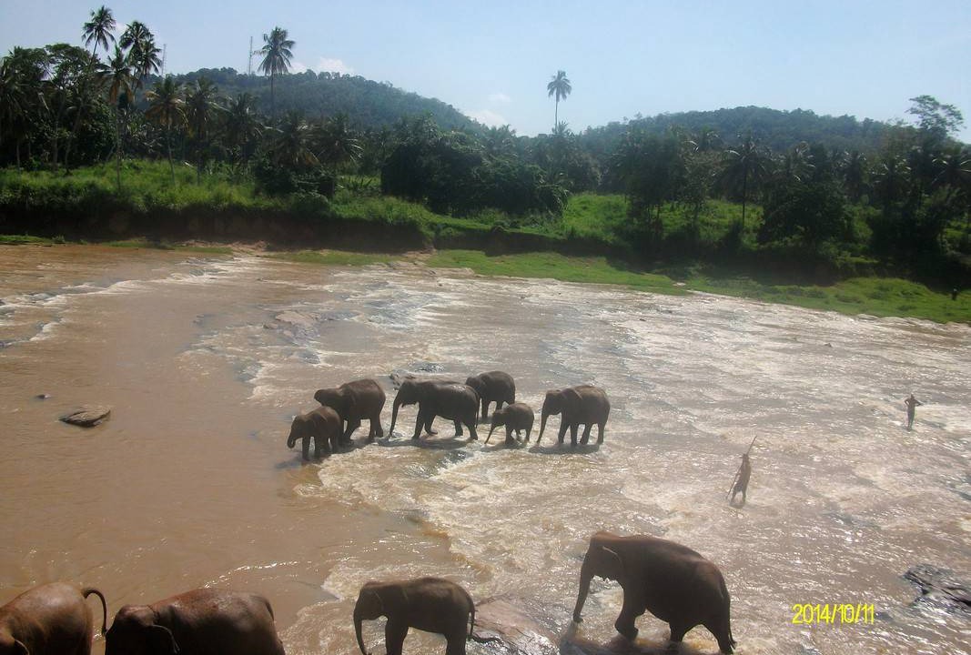 Photo of Others in Galigamuwa