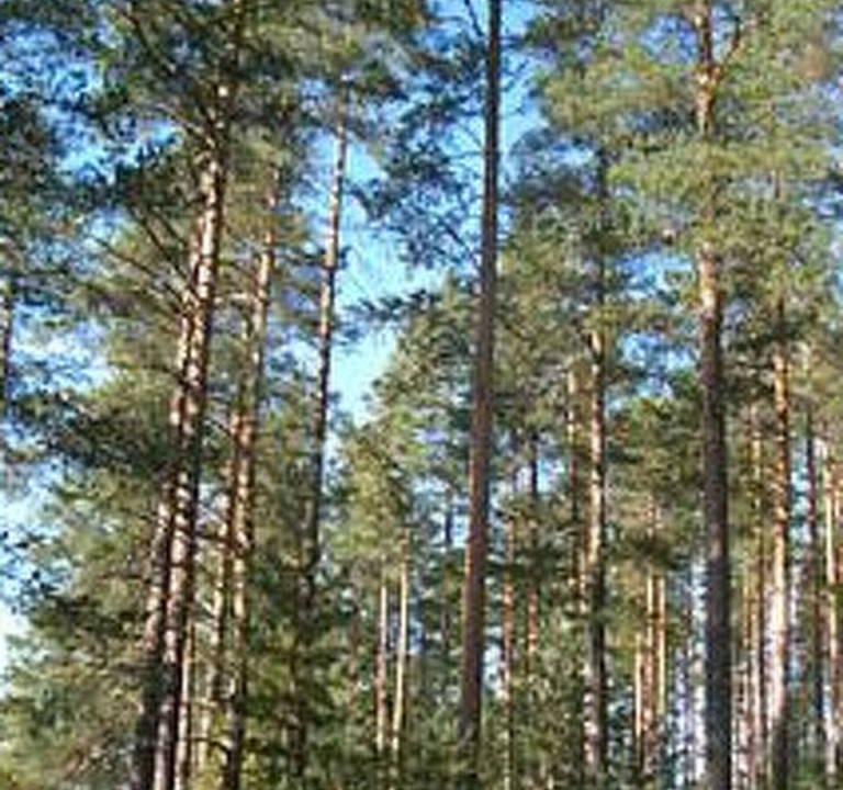 Photo of Others in Kihnio