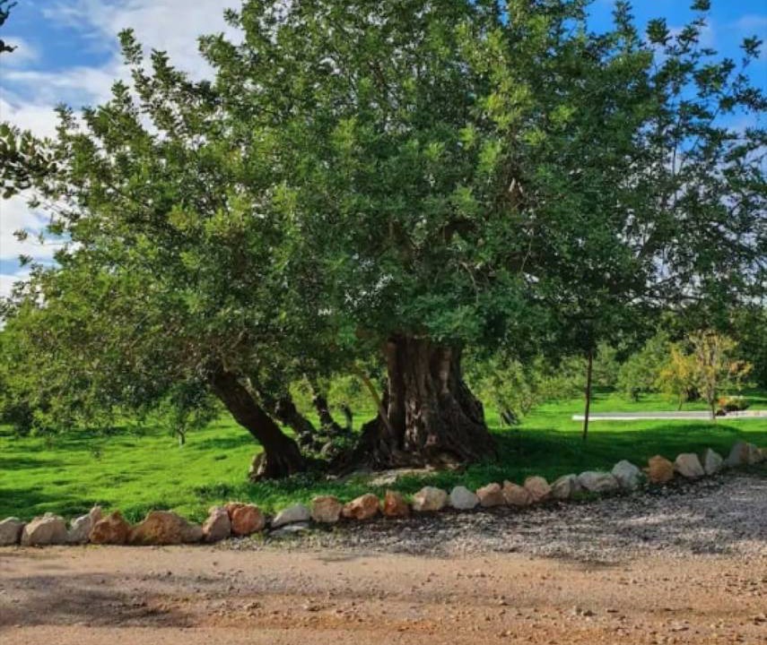 Photo of Outdoor in Olhao