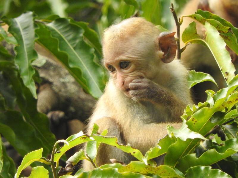 Photo of Others in Palatupana