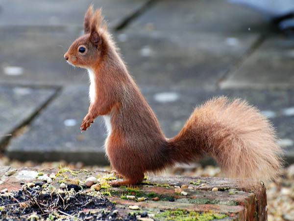 Photo of Others in Ryde