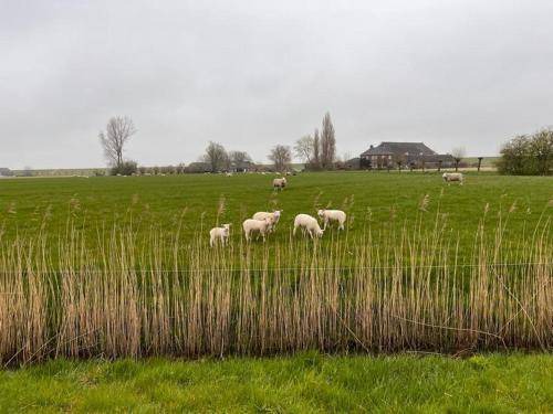 Photo of Others in Holwierde