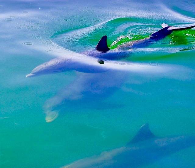 Photo of Others in Anna Maria