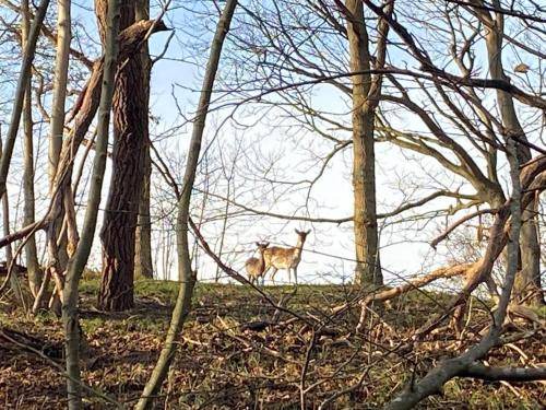 Photo of Others in Burgh-Haamstede