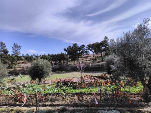 Photo of Others in Ponte de Sor
