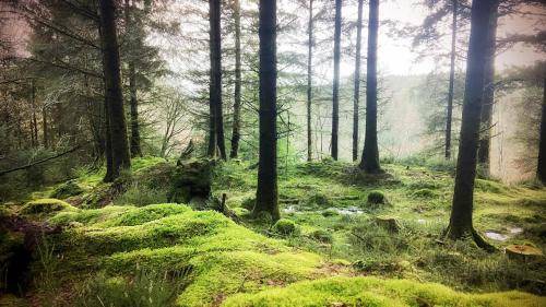 Photo of Others in Inversnaid