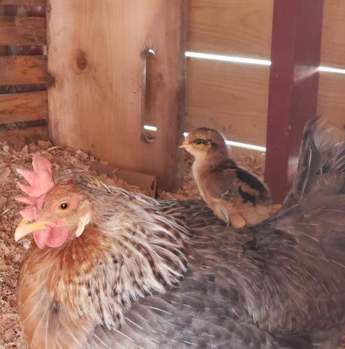 Photo of Others in Okanagan-Similkameen