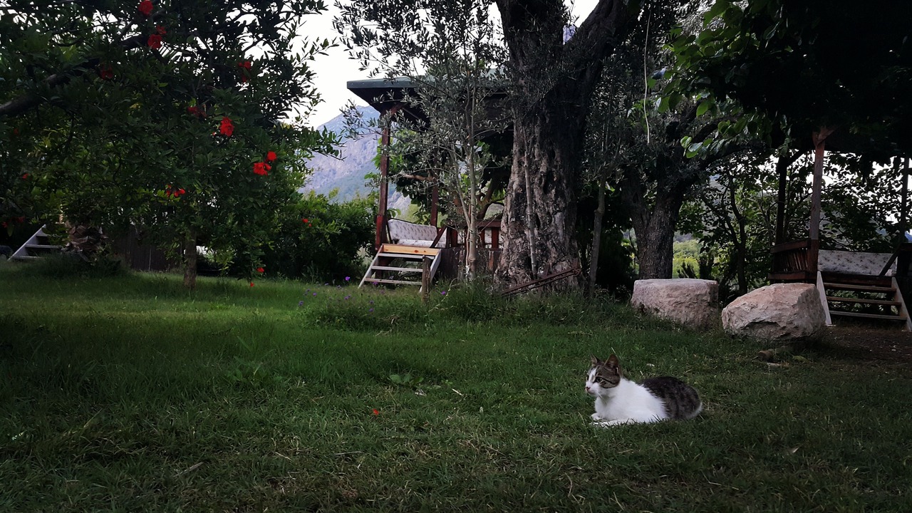 Photo of Outdoor in Adrasan