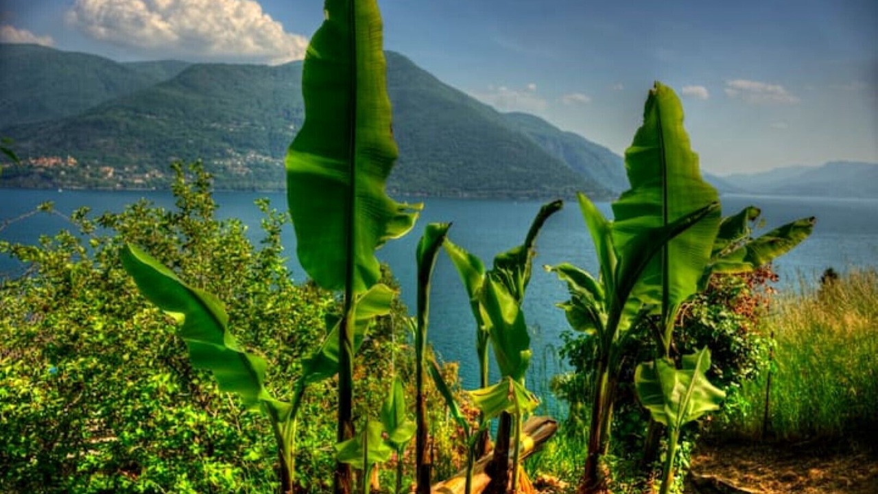 Photo of Outdoor in Brissago