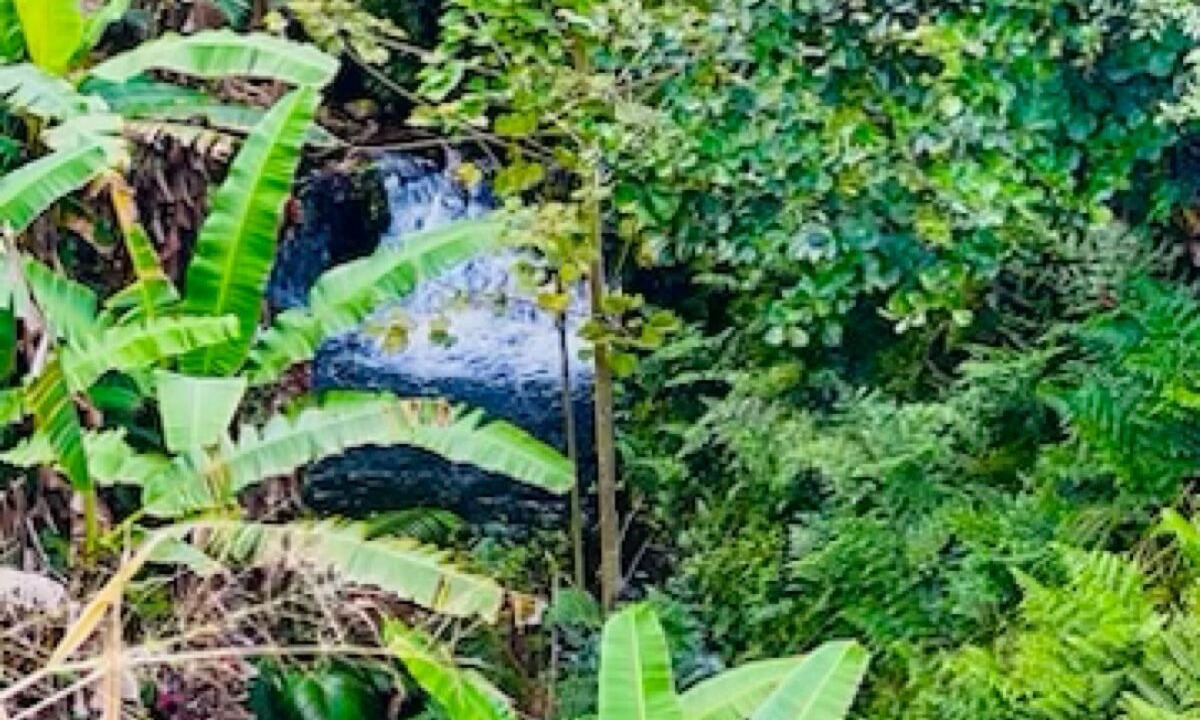Photo of Outdoor in Hakalau