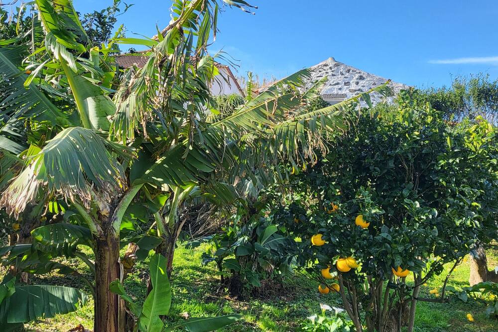 Photo of Outdoor in Horta