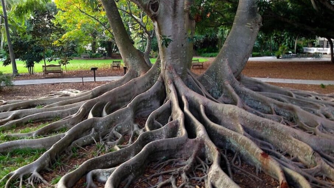 Photo of Outdoor in Gillespie Park