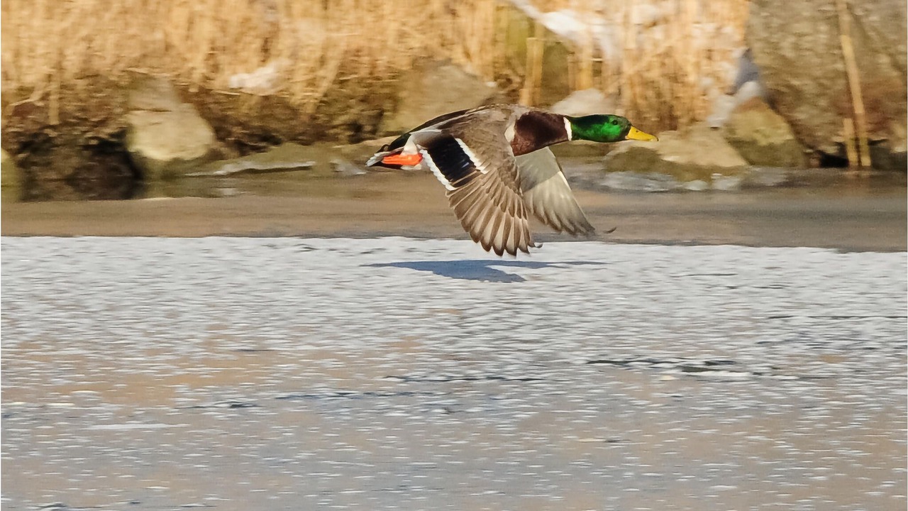 Photo of Others in Lelystad