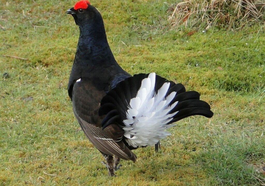 Photo of Others in Dalcherichart