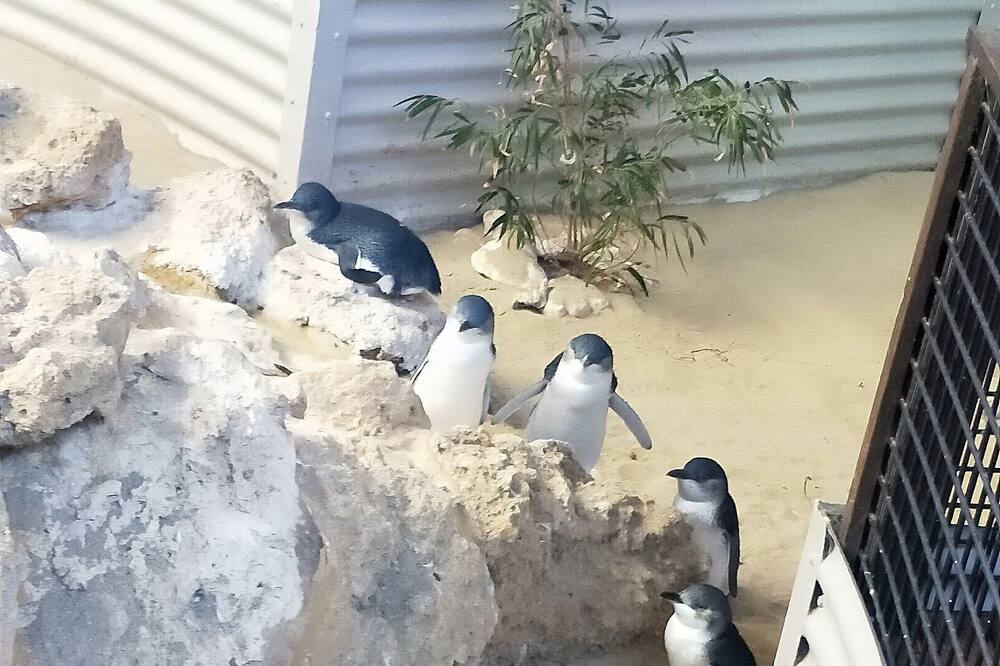 Photo of Others in Safety Bay