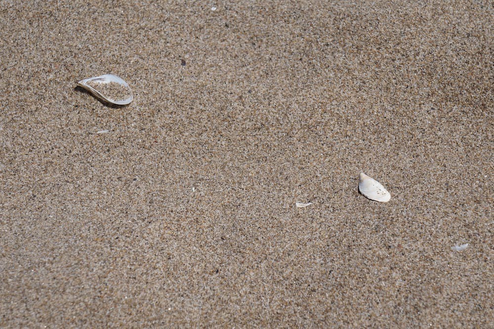 Photo of Others in Turkey Point