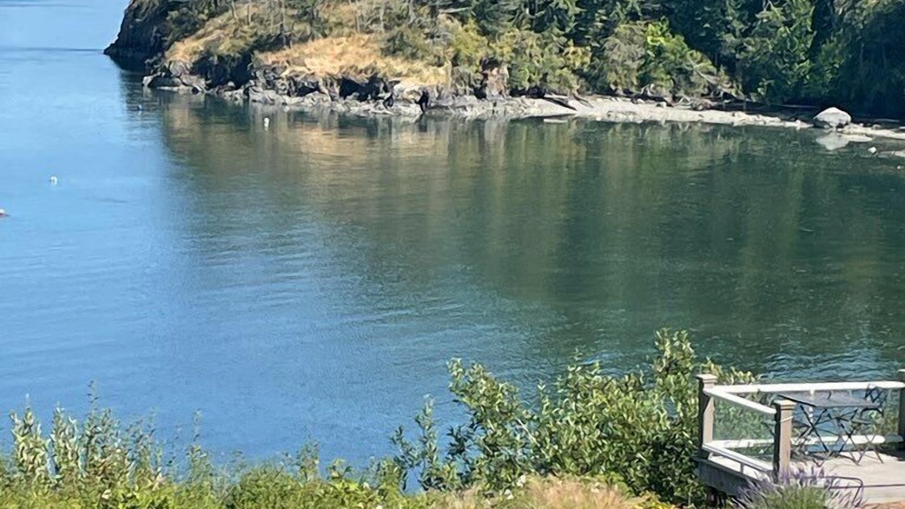 Photo of Others in Lummi Island