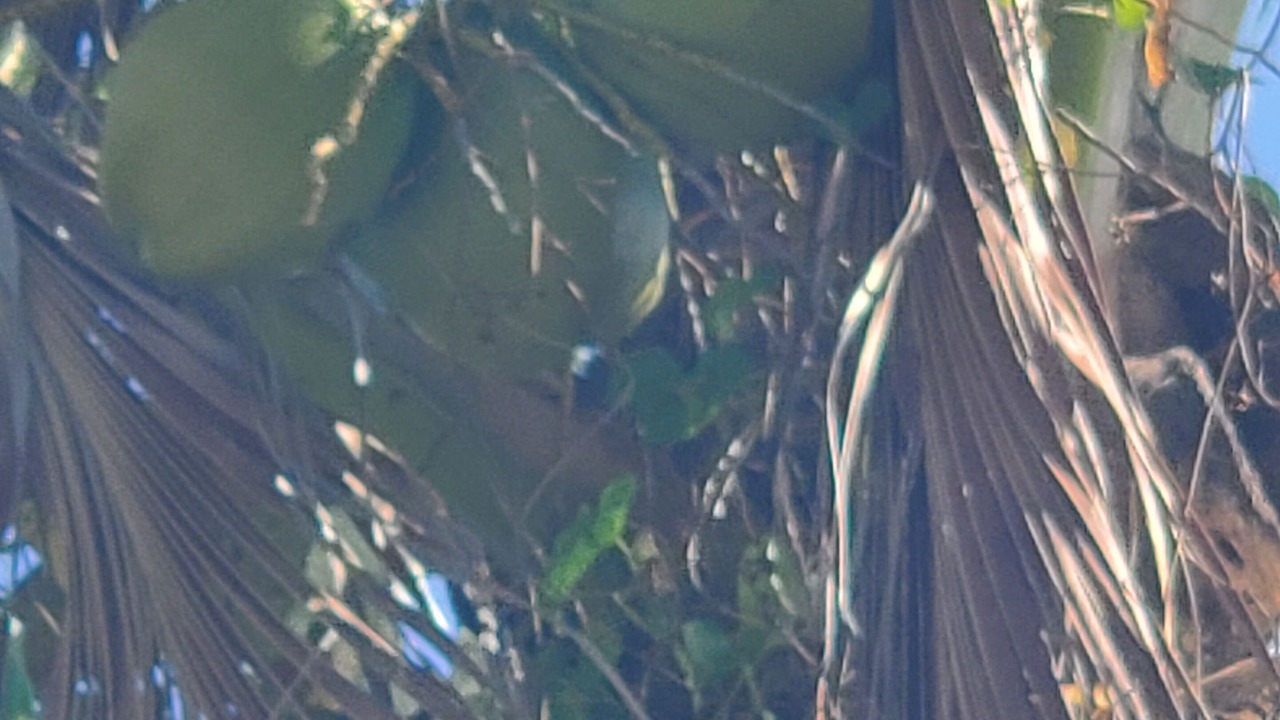 Photo of Outdoor in Moca