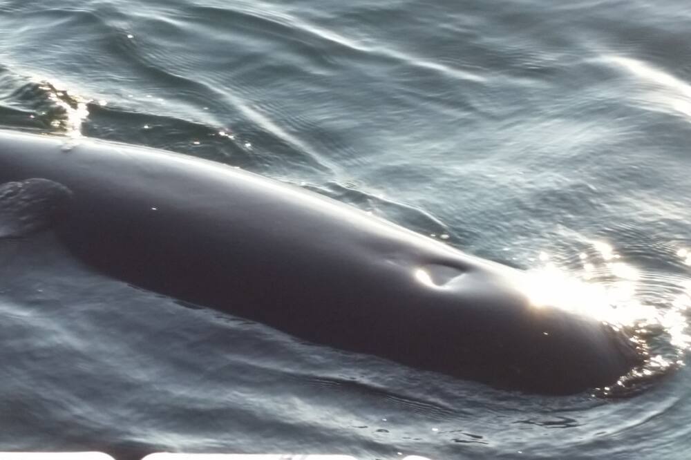 Photo of Others in Pleasant Bay