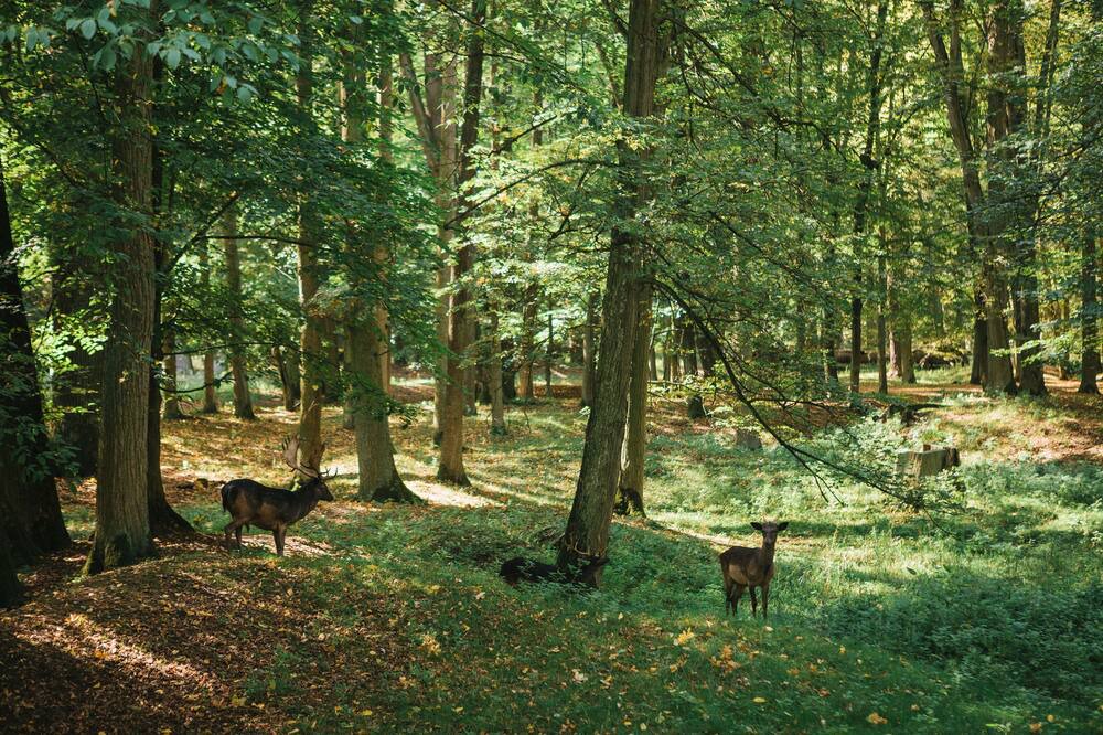 Photo of Outdoor in Concriers