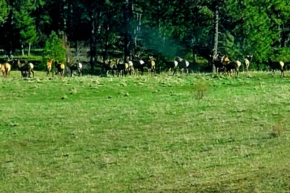 Photo of Outdoor in Ahsahka