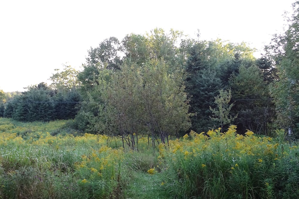 Photo of Outdoor in Mineville