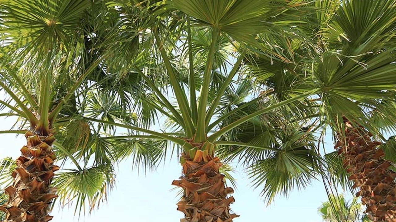 Photo of Outdoor in Le Grau-dʼAgde