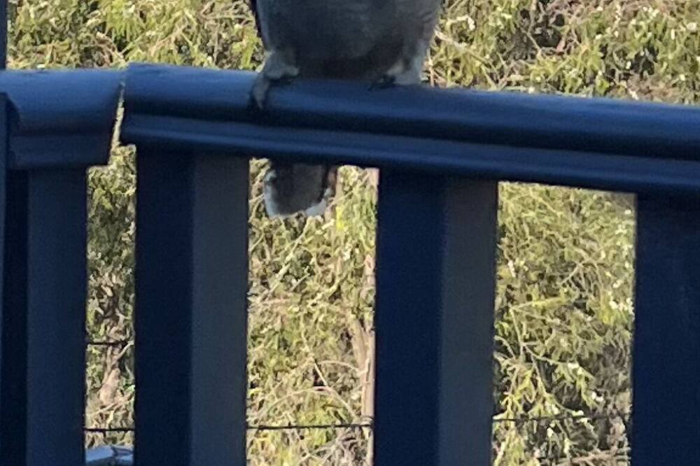 Photo of Patio Balcony in Preston Beach