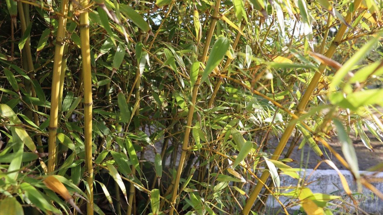 Photo of Outdoor in Sapataria