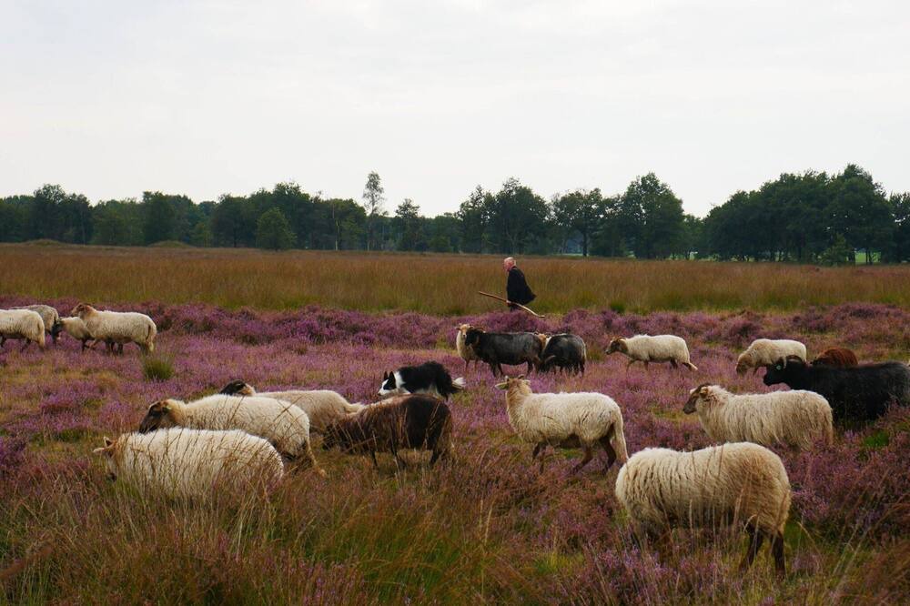 Photo of Others in Wittelte