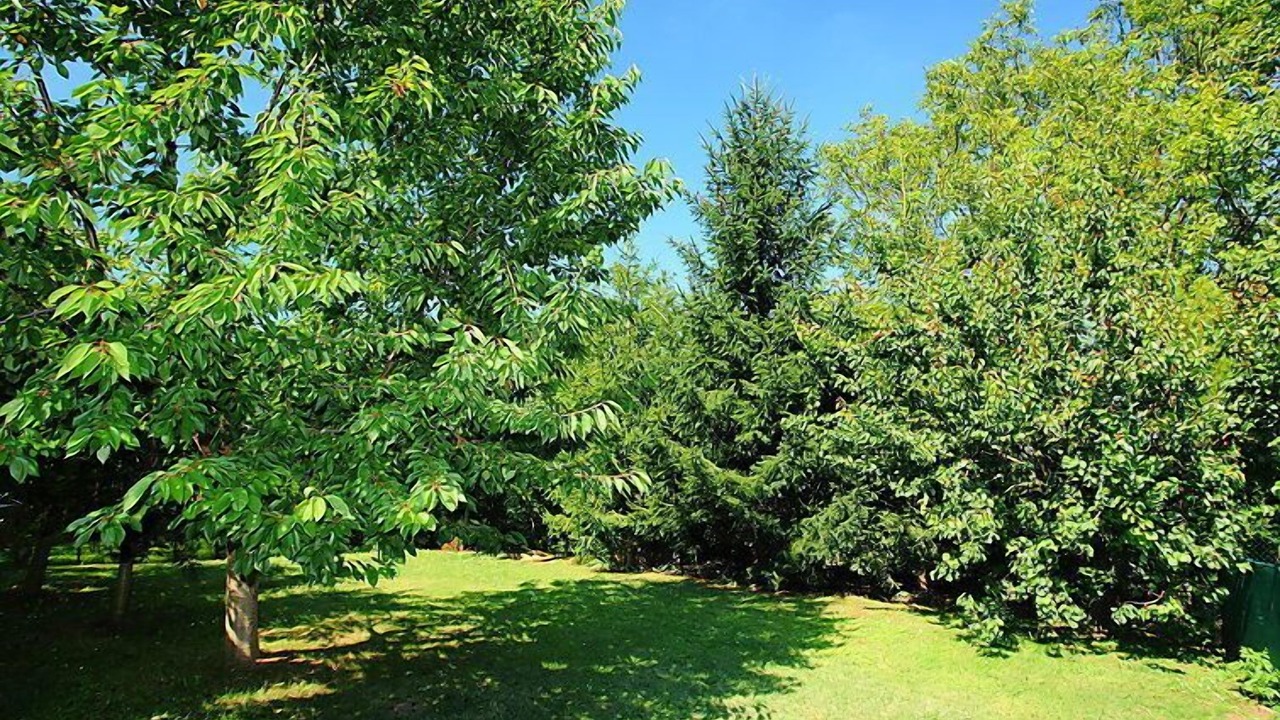 Photo of Outdoor in Balatonszarszo